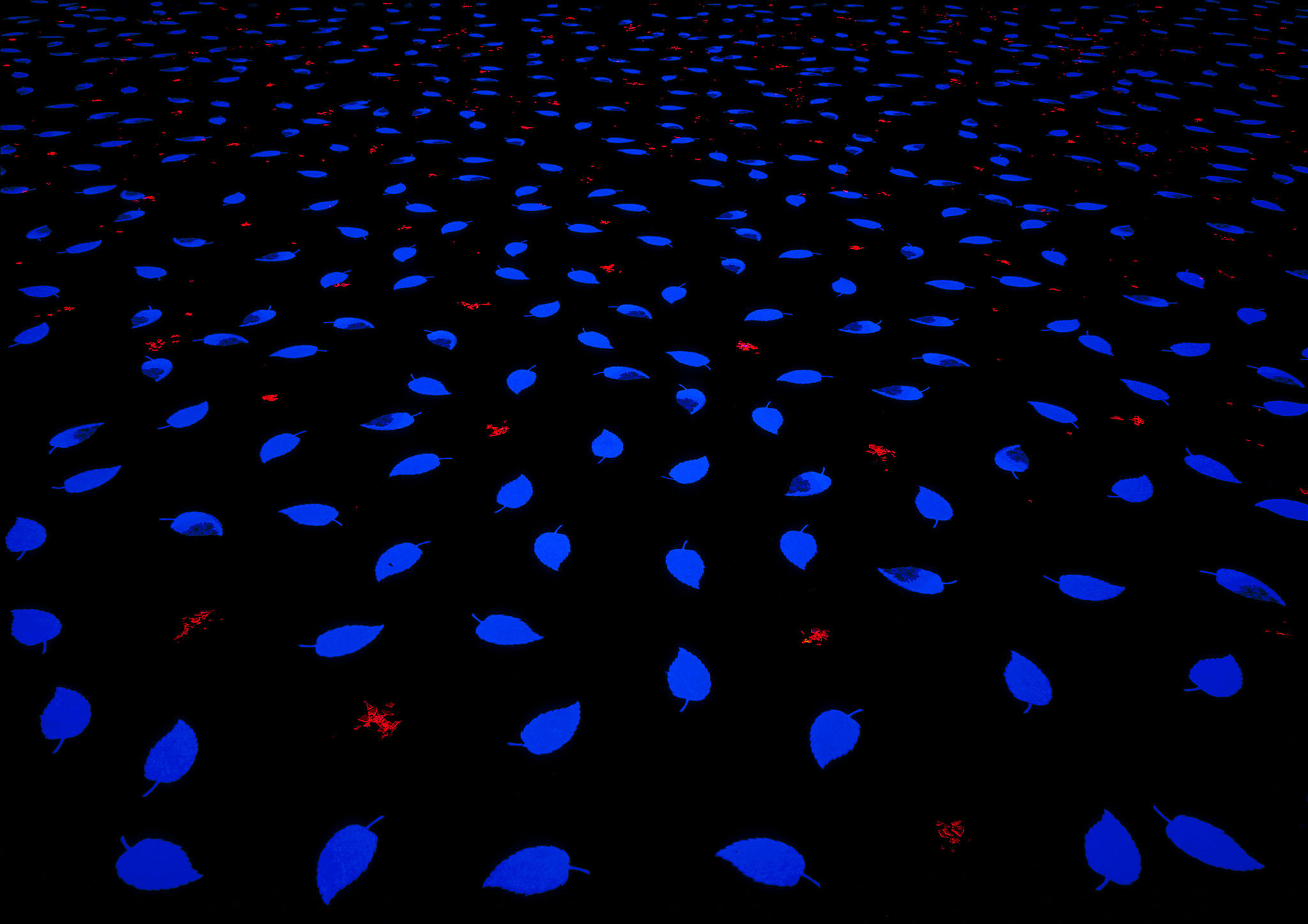 schwarzlichtinstallation von yvonne goulbier